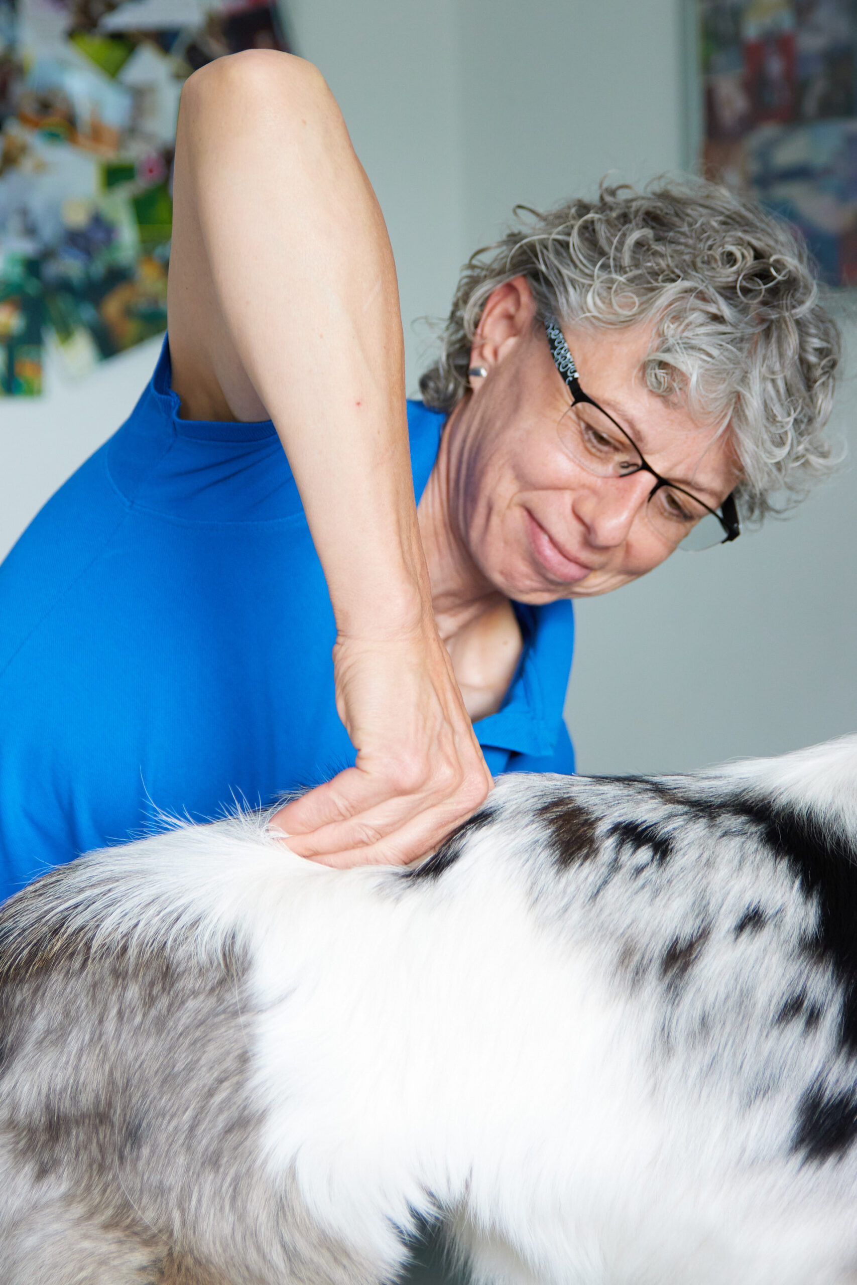 Dr. Witte Chiropraktik Hund Manualtherapie