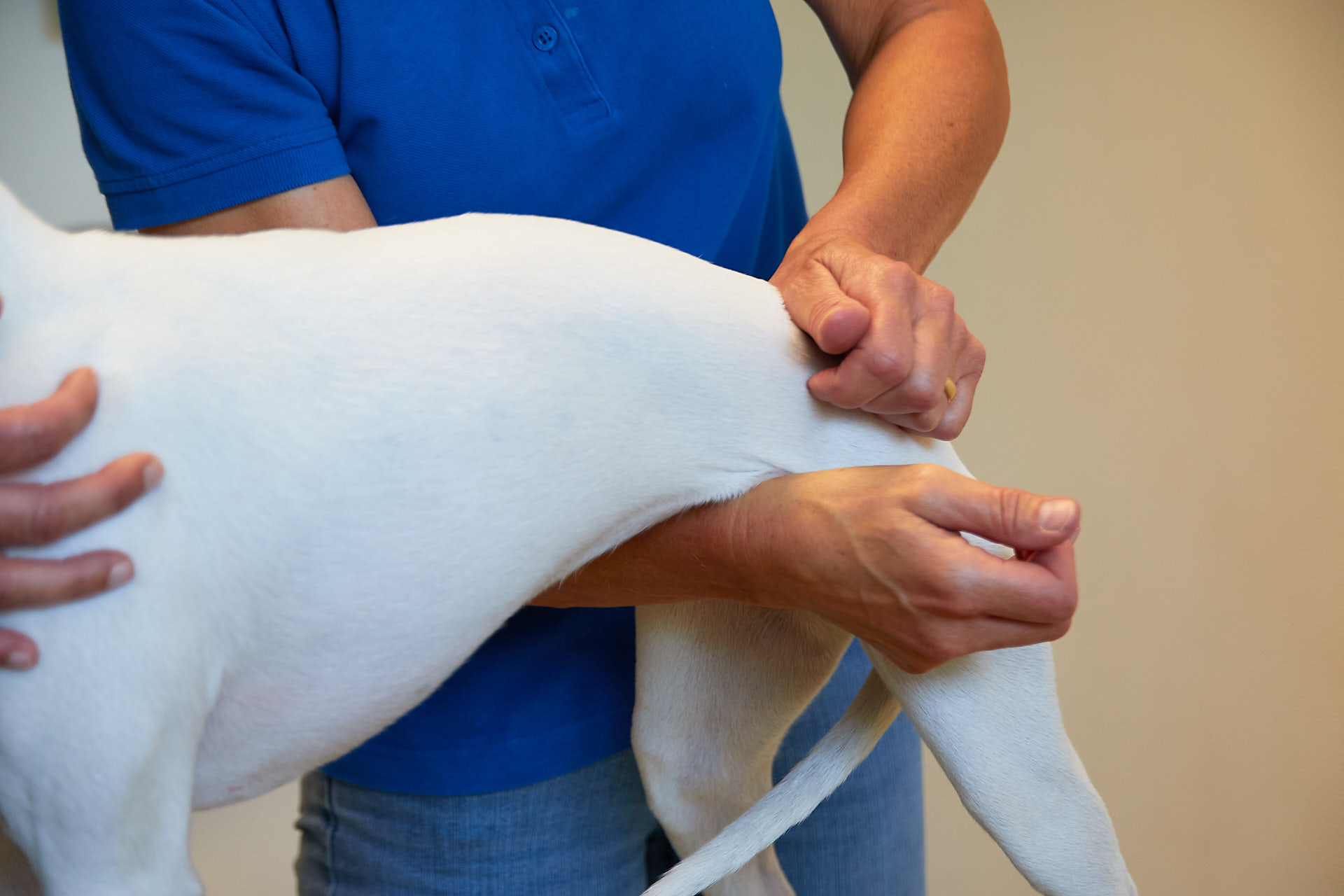 Dr. Witte Chiropraktik Hund Hinterhand